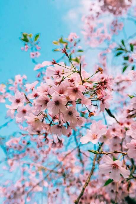 Sakura Genesis